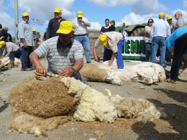 La tradicional Festa des Tondre convertí Es Llombards en la capital de la pagesia mallorquina