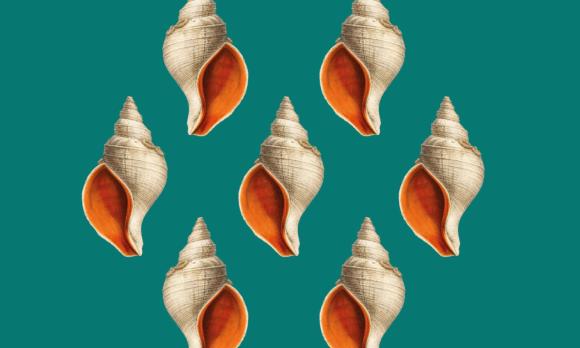 5 Presentació Espigues en flor