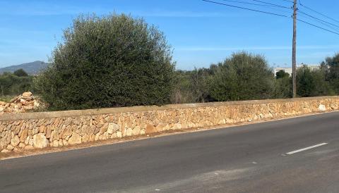 AVINGUDA DES SEMENTER_CALA D'OR_GENER 2026