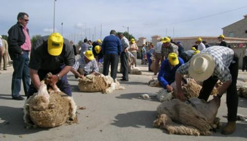 Una cinquantena de tonedors i un centenar d’ovelles participaran, diumenge 2 de maig, a la Festa des Tondre Es Llombards